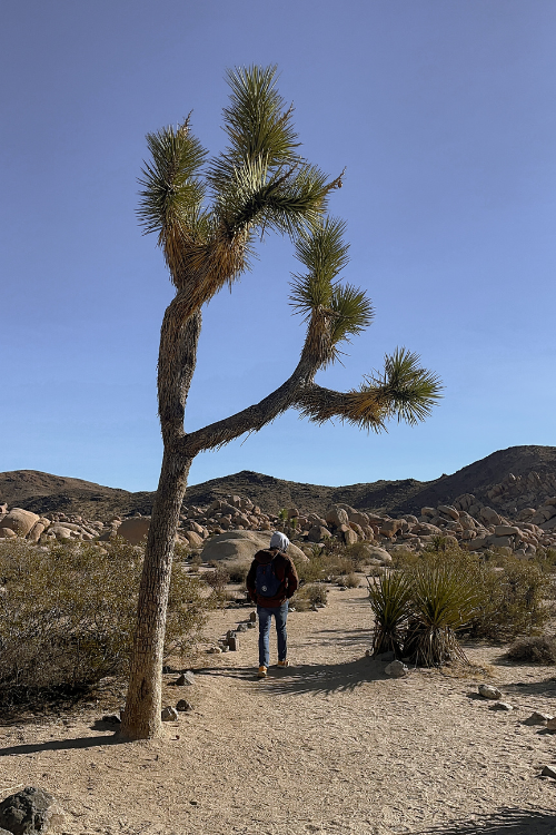 A man walks underneath a Joshua Tree in Joshua Tree National Park