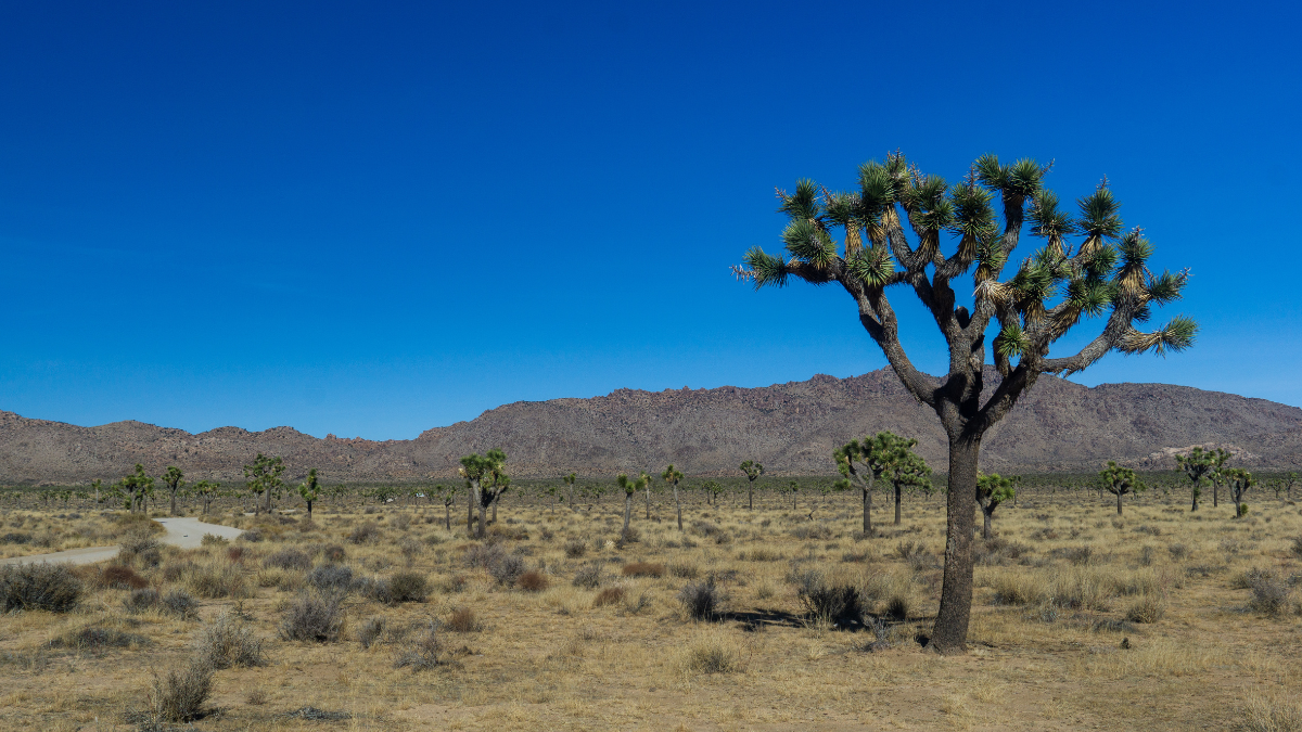 A Joshua Tree sits alone in a field