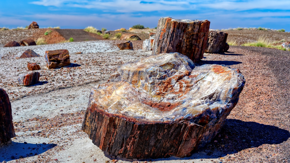 Large pieces of petrified wood, with vibrant colors and crystal-like formations, lie scattered on the ground in Petrified Forest National Park.
