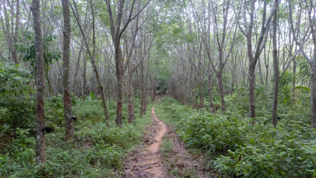 A narrow dirt path winds through a rubber tree plantation on the Layan Trail Loop in Phuket, Thailand. The trees are evenly spaced with distinct tapping marks on their trunks, and lush green undergrowth lines the trail. The setting is serene and shaded, providing a peaceful atmosphere for a hike.