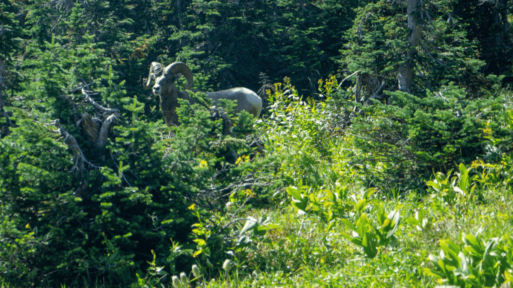 A large bighorn sheep standing partially obscured by dense green foliage in a forest setting. The animal’s distinctive curled horns are clearly visible as it blends into its natural habitat of tall grasses, shrubs, and evergreen trees.
