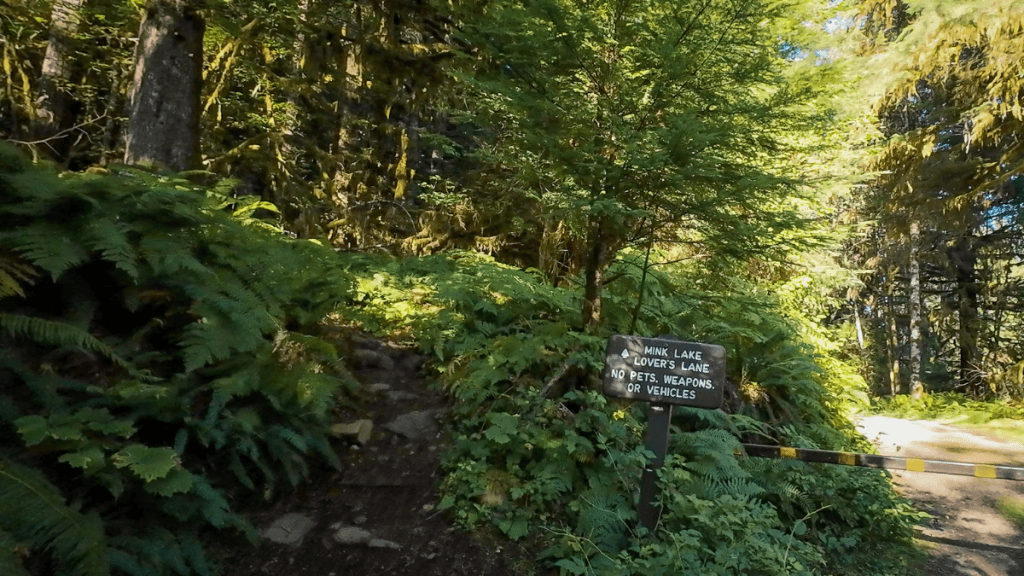 A shaded forest trailhead with dense green ferns and trees, featuring a wooden sign that reads, “Mink Lake Lover’s Lane. No pets, weapons, or vehicles.” A yellow gate blocks vehicle access on the dirt path.