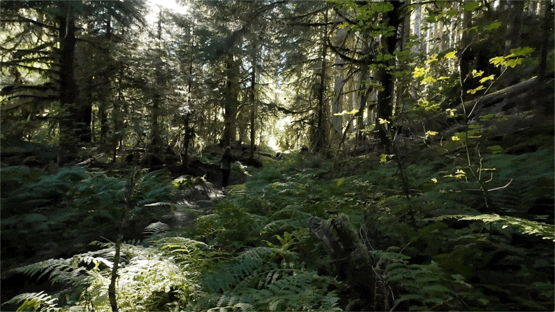 A looped animation of a runner weaving through a dense forest trail on Lover's Lane, surrounded by ferns and tall evergreen trees. Dappled sunlight filters through the canopy, illuminating sections of the lush greenery. The movement emphasizes the peaceful and immersive nature of the forest environment.