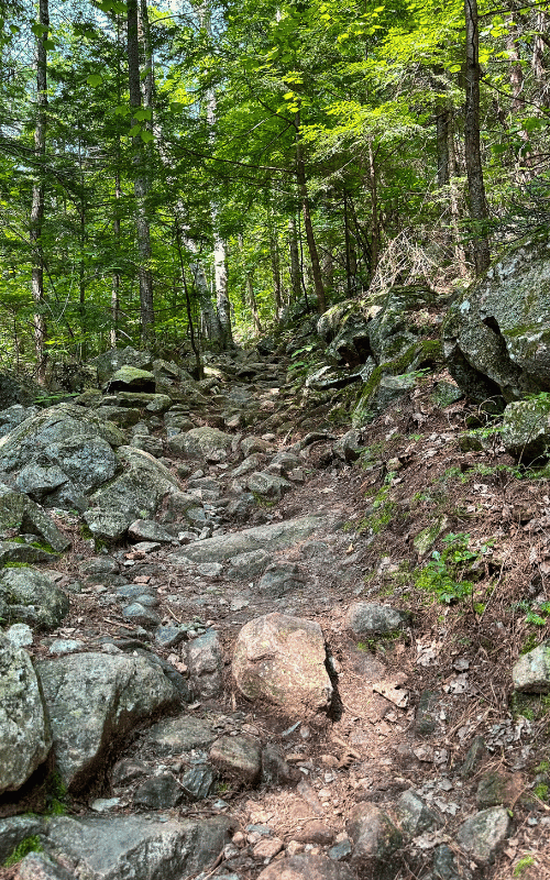A steep, rocky section of trail climbs through dense forest on Mount Moosilauke, with uneven stones and roots winding upward beneath tall green trees.