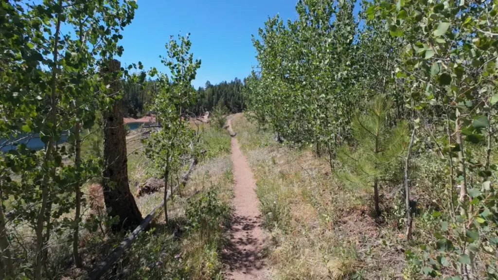 Narrow dirt singletrack cutting through aspen trees on the Rampart Reservoir trail