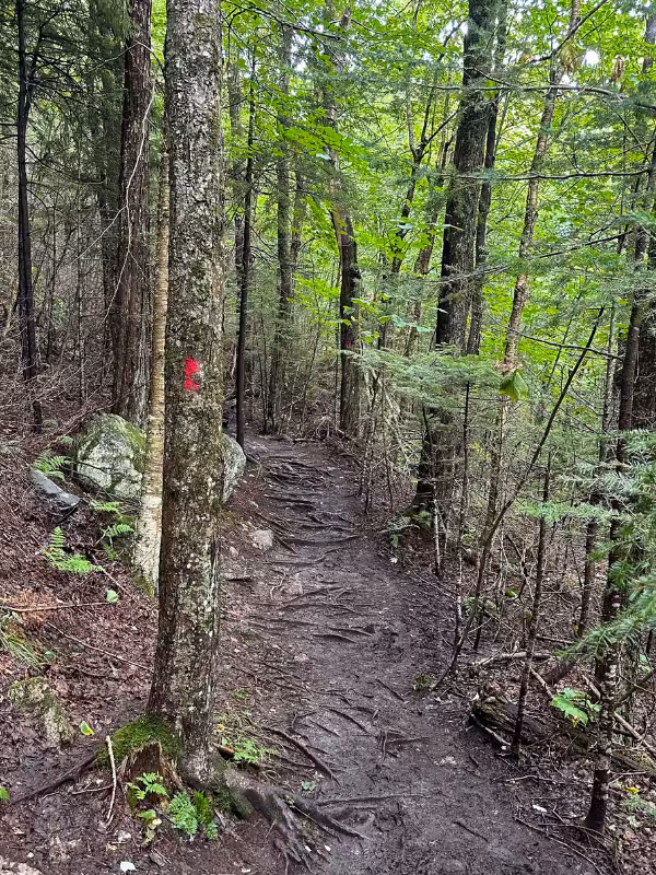 Muddy, root-covered Artists Bluff Trail winding through dense New Hampshire forest beside a red trail blaze.