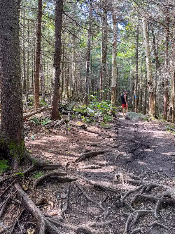 1. Root-covered section of the Franconia Falls Trail through dense forest