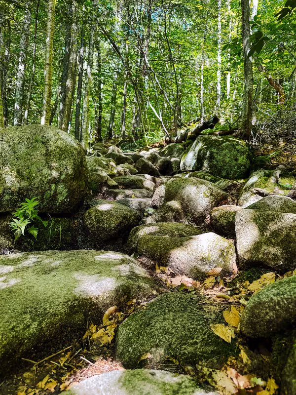 Large boulders and uneven rock steps along the Mount Pemigewasset Trail beneath a leafy forest canopy.