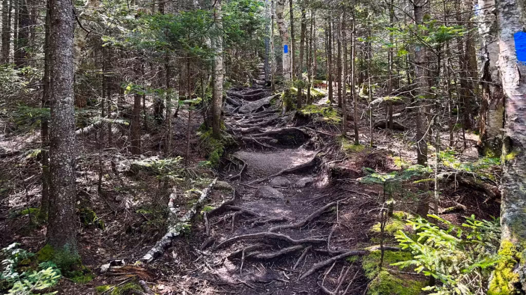 Exposed tree roots forming uneven steps on the Mount Pemigewasset Trail, with blue blazes marking the route.