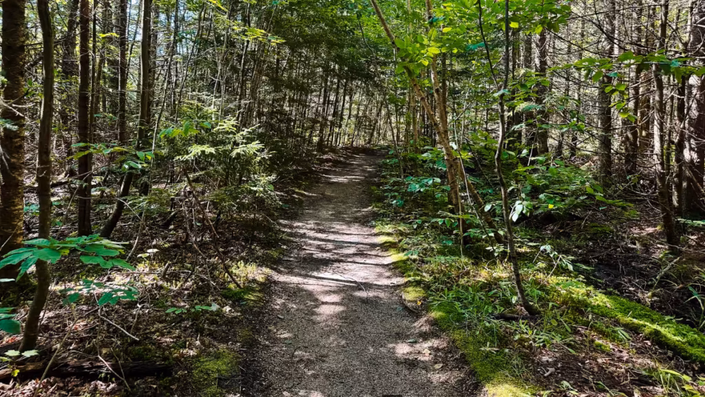 Smooth dirt section of the Mount Pemigewasset Trail winding through dense green forest in dappled sunlight.