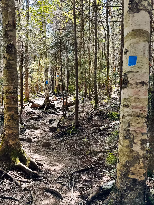 Blue blazes on birch trees marking the Mount Pemigewasset Trail through a rocky, root-covered section of forest.