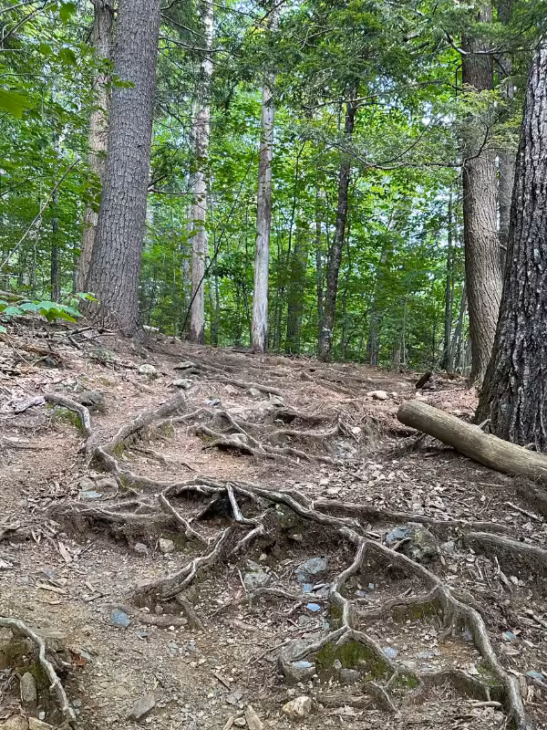 Exposed tree roots forming a web across the eroded dirt surface of the Kearsarge North Trail.