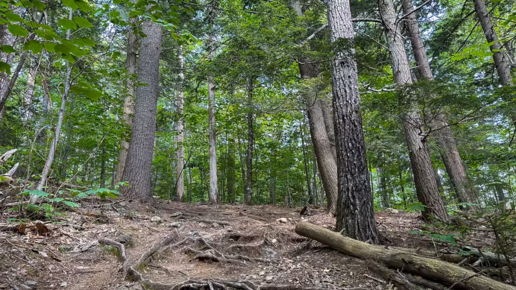 Root-covered section of the Kearsarge North Trail beneath tall trees, with a fallen log beside the path.