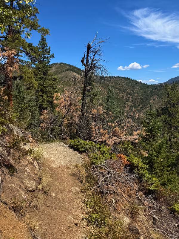 Narrow dirt trail winding past rocks and pine trees on the climb above Green Mountain Falls.