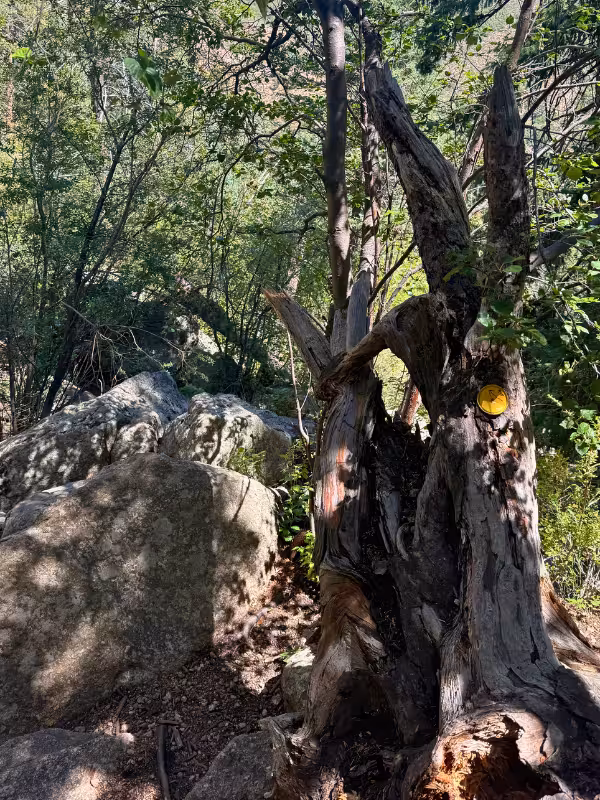 Yellow Thomas Trail marker on a tree beside a rocky, wooded section of trail.